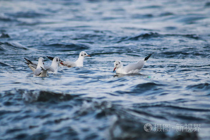 海鸥在波涛汹涌的蔚蓝大海中游泳自然栖息地中的野生鸟类特写观鸟