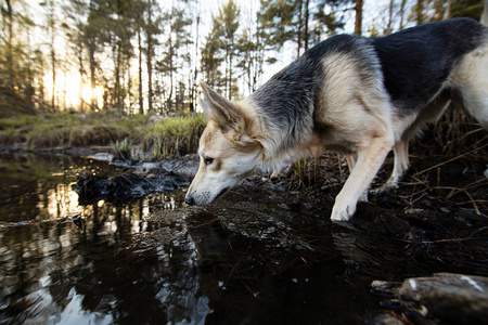 一只狗在树林里的脏水坑里走着，看着摄像机