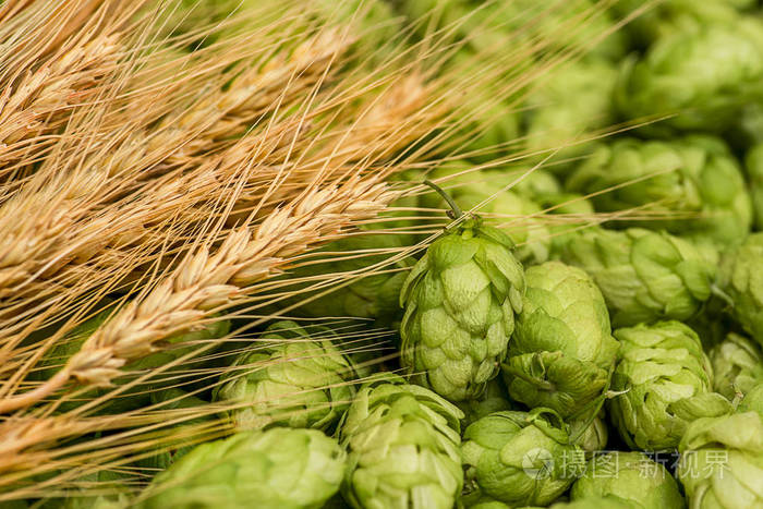 以新鲜的绿色啤酒花和小麦穗为背景绿啤酒花麦芽大麦和小麦穗啤酒生产