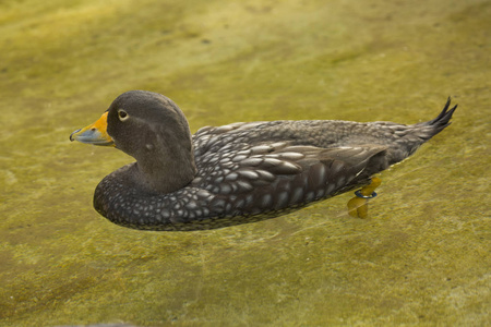 蒸汽机 自然 游泳 鸟类学 动物 鸭子 美国 动物园 俘虏