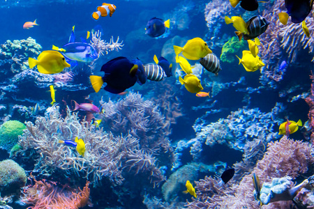 红色的鱼和水图片