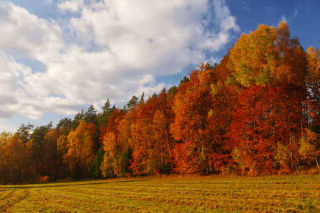 秋天 环境 自然 天空 天气 公园 植物 森林 树叶 美丽的