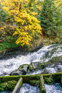 Tumwater Falls公园鱼梯4