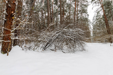 冬季以霜冻为主的松林景观图片