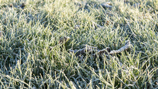 冰草背景。秋天的第一场霜冻