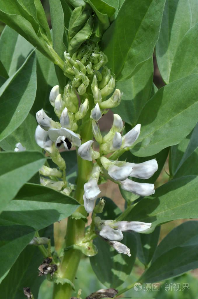 田野里豆子开花了