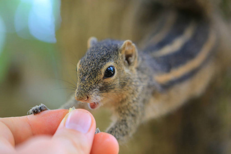 生物 自然 公园 可爱极了 动物 特写镜头 花栗鼠 可爱的