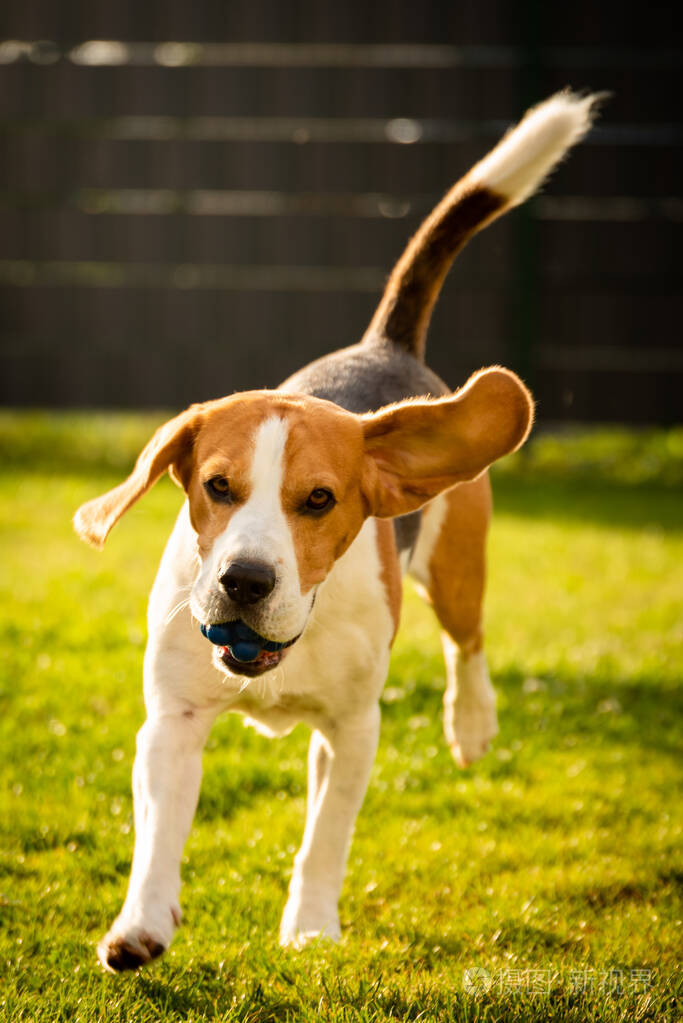 春天比格犬拿着球在绿色的草地上夏天带着球跑向摄像机