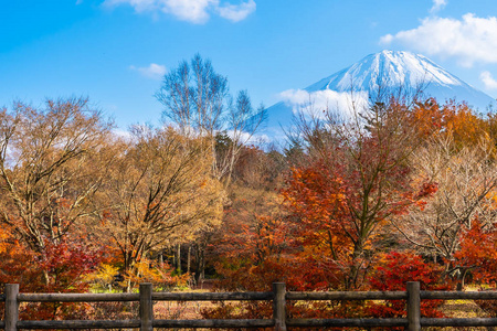 富士山风景秀丽，周围有枫叶树