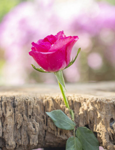母亲 花的 美丽的 礼物 粉红色 玫瑰 花束 纸张 丝带