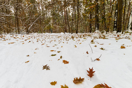 Landscape of winter pine and maple forest covered with frost 