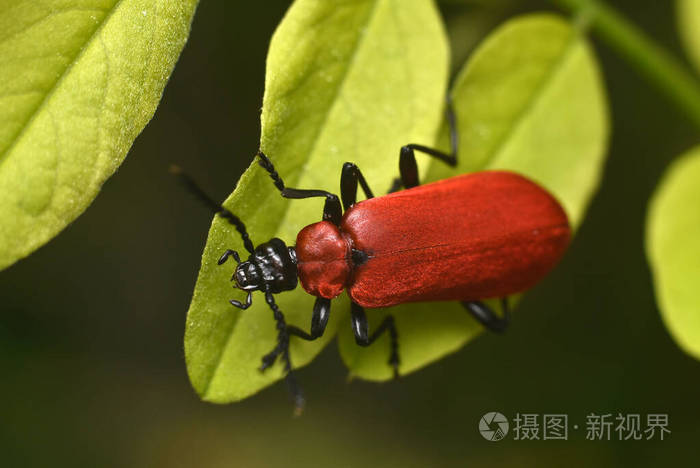 黑头红衣主教甲虫火龙果大昆虫世界