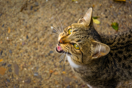 宠物 络腮胡子 面对 自然 猫科动物 美丽的 眼睛 耳朵