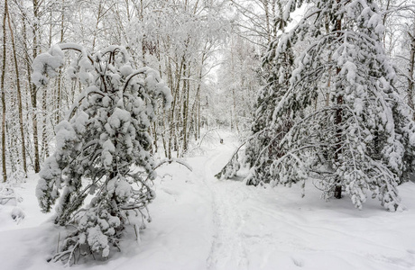 旅行 场景 森林 环境 冷冰冰的 树干 风景 步行 天气