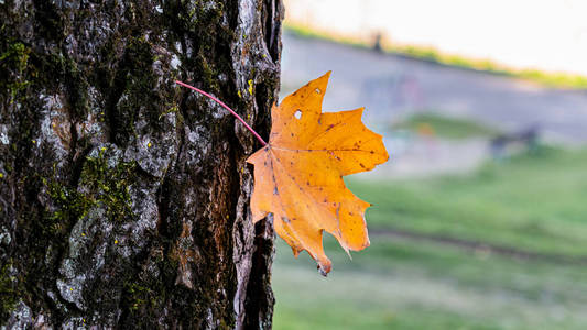 树皮上最后一片橘树叶照片