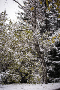 公园 第一 风景 自然 树叶