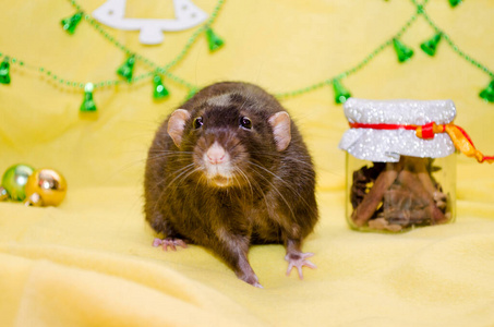 黑色可爱的毛茸茸的老鼠坐在圣诞装饰品旁边的黄色背景上，背景是明信片，象征着2020年