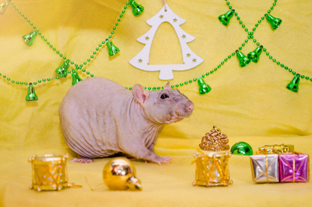 光头灰鼠坐在新年礼品盒附近，黄色背景上有圣诞装饰，象征着2020年