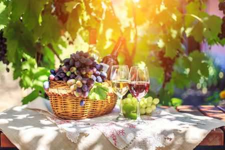 夏天，在成熟的葡萄的衬托下，红酒和白葡萄酒在玻璃杯里。