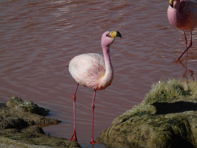 波托西 美女 羽毛 非洲 粉红色 动物 美丽的 火烈鸟 自然