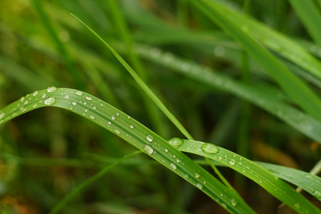 天然花卉背景，雨滴中清新的绿草