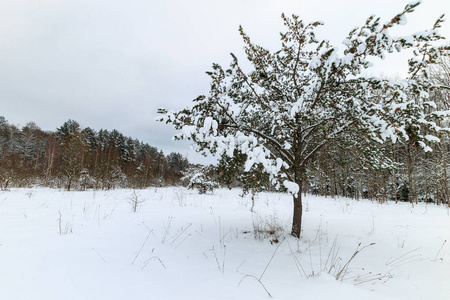 白雪覆盖的松树