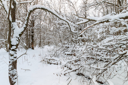 Landscape of winter forest covered with frost at mainly cloudly 