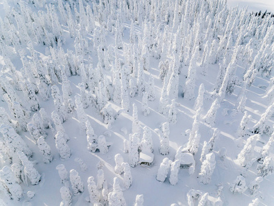 芬兰冬季积雪森林景观鸟瞰图