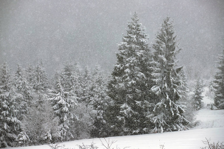 冬山雪杉林