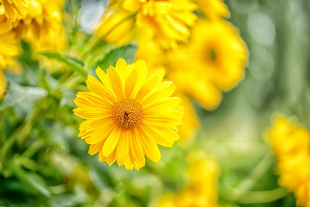 菊花头状花序图片