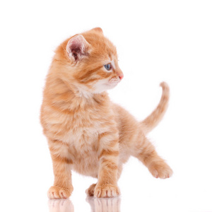 白色背景的快乐猫.受挫的猫照片