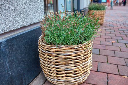 植物学 路面 开花 篮子 花盆 院子 行走 夏天 自然 庭院