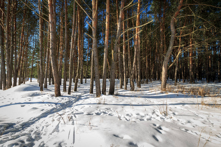 Pine forest covered with snow 