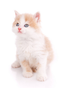 一只美丽的小猫被隔离在白色的背景上。肖像