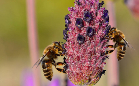 蜜蜂 动物 自然 花园 缺陷 生活 领域 季节 开花 颜色