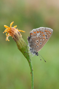 自然 昆虫 草地 野生动物 特写镜头 显微照相 蝴蝶 鳞翅目