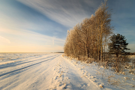  beautiful sunset with trees at winter season