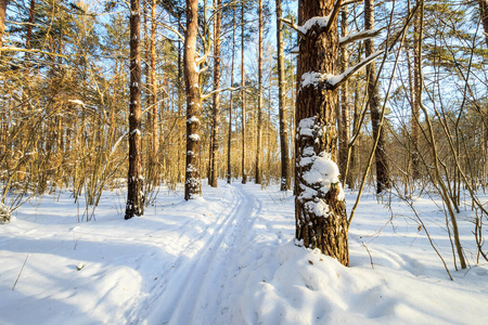 在冬天的森林里散步. 早上好. 景观. 大自然. 冬天. 雪.