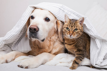 软的 毛毯 房子 秋天 猫科动物 加热 温暖的 特写镜头