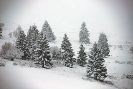 冬山雪杉林