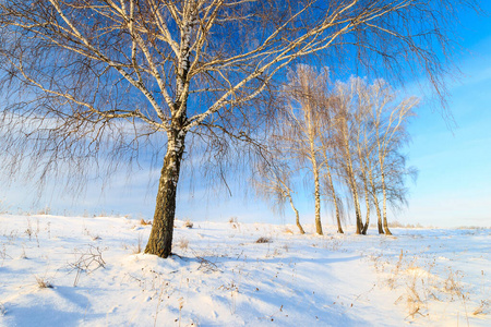  beautiful sunset at birch forest at winter season