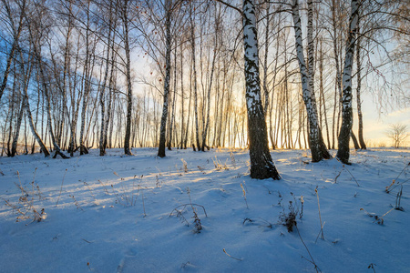  beautiful sunset at birch forest at winter season