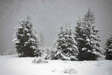 冬山雪杉林