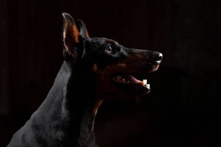 黑色背景背景下的杜宾犬前视图