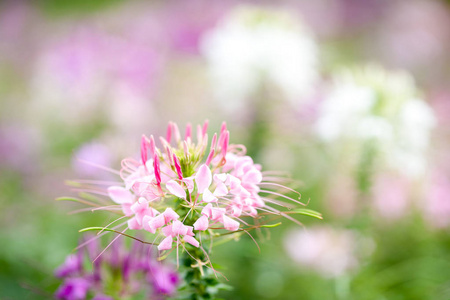 pink flower in garden with blur 
