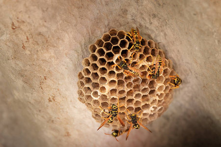 一群野生黄蜂在屋顶下筑巢.特写镜头照片