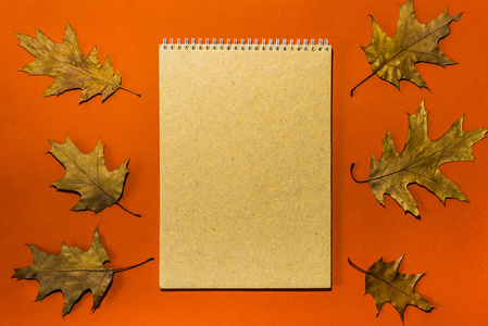 落下 植物 颜色 树叶 秋天 复制空间 纸张 边境 枫树