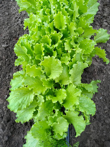 灌木 自然 土壤 生长 草本植物 营养 特写镜头 园艺 农业