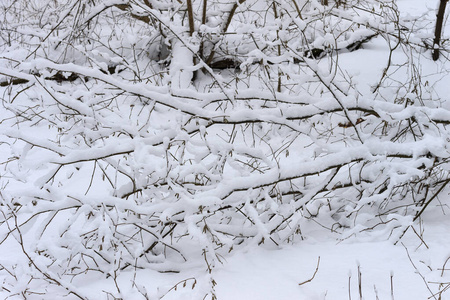 冬天的树枝在白霜和白雪的背景下