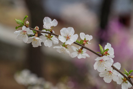 樱花